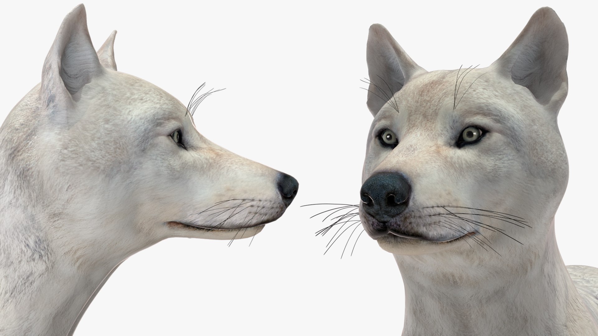 White Wolf Rigged for Cinema 4D 3D https://p.turbosquid.com/ts-thumb/JK/S9cYWv/wO/whitewolfriggedforcinema4dvray3dmodel036/jpg/1719986429/1920x1080/fit_q87/b0acb8991472e699c7d0a7e485e15263e0a8d104/whitewolfriggedforcinema4dvray3dmodel036.jpg