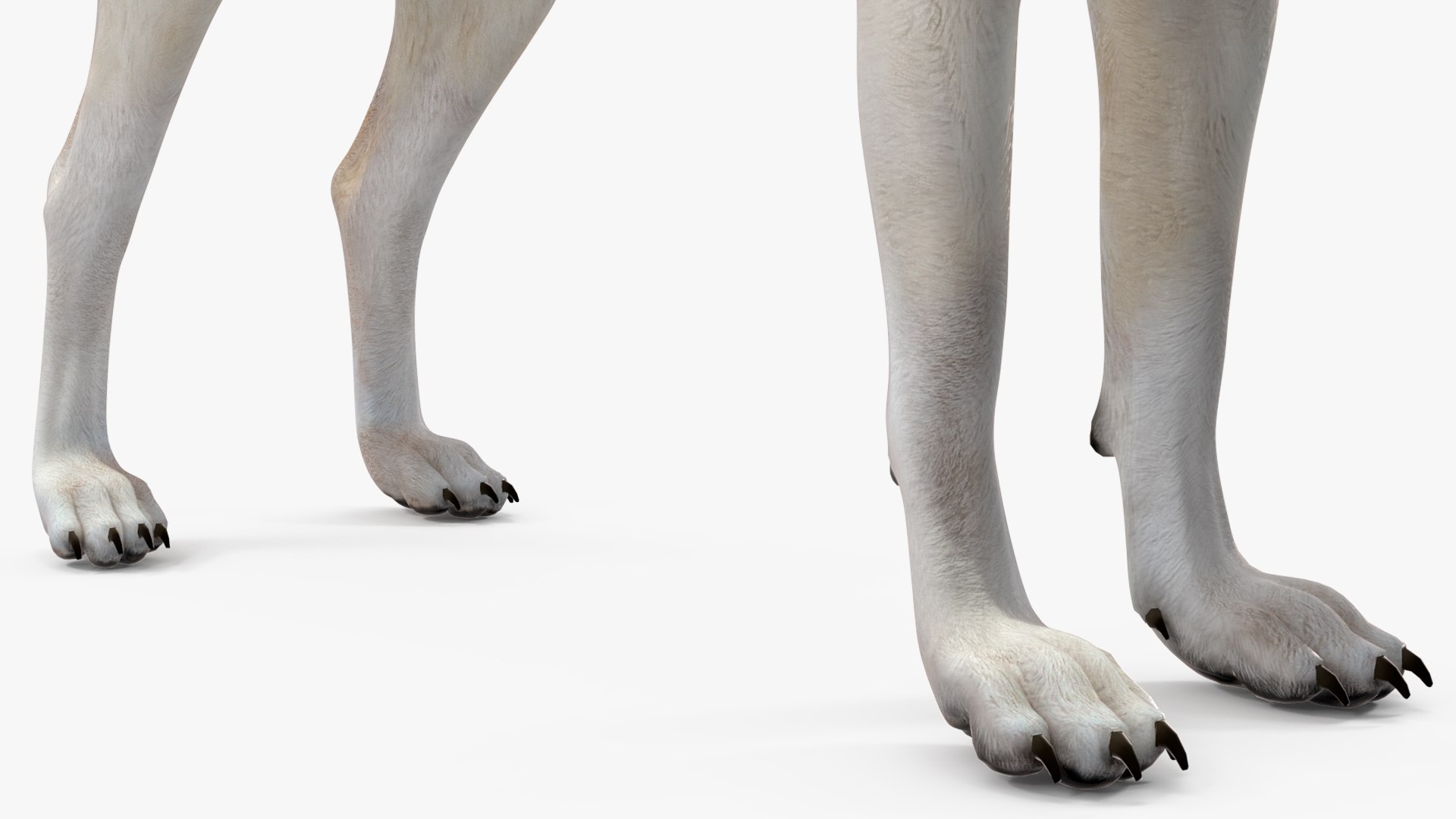 White Wolf Rigged for Cinema 4D 3D https://p.turbosquid.com/ts-thumb/JK/S9cYWv/x3/whitewolfriggedforcinema4dvray3dmodel032/jpg/1719986415/1920x1080/fit_q87/253ec7dd62bbcd80ebcc7551ec36e5bb3be4ad90/whitewolfriggedforcinema4dvray3dmodel032.jpg