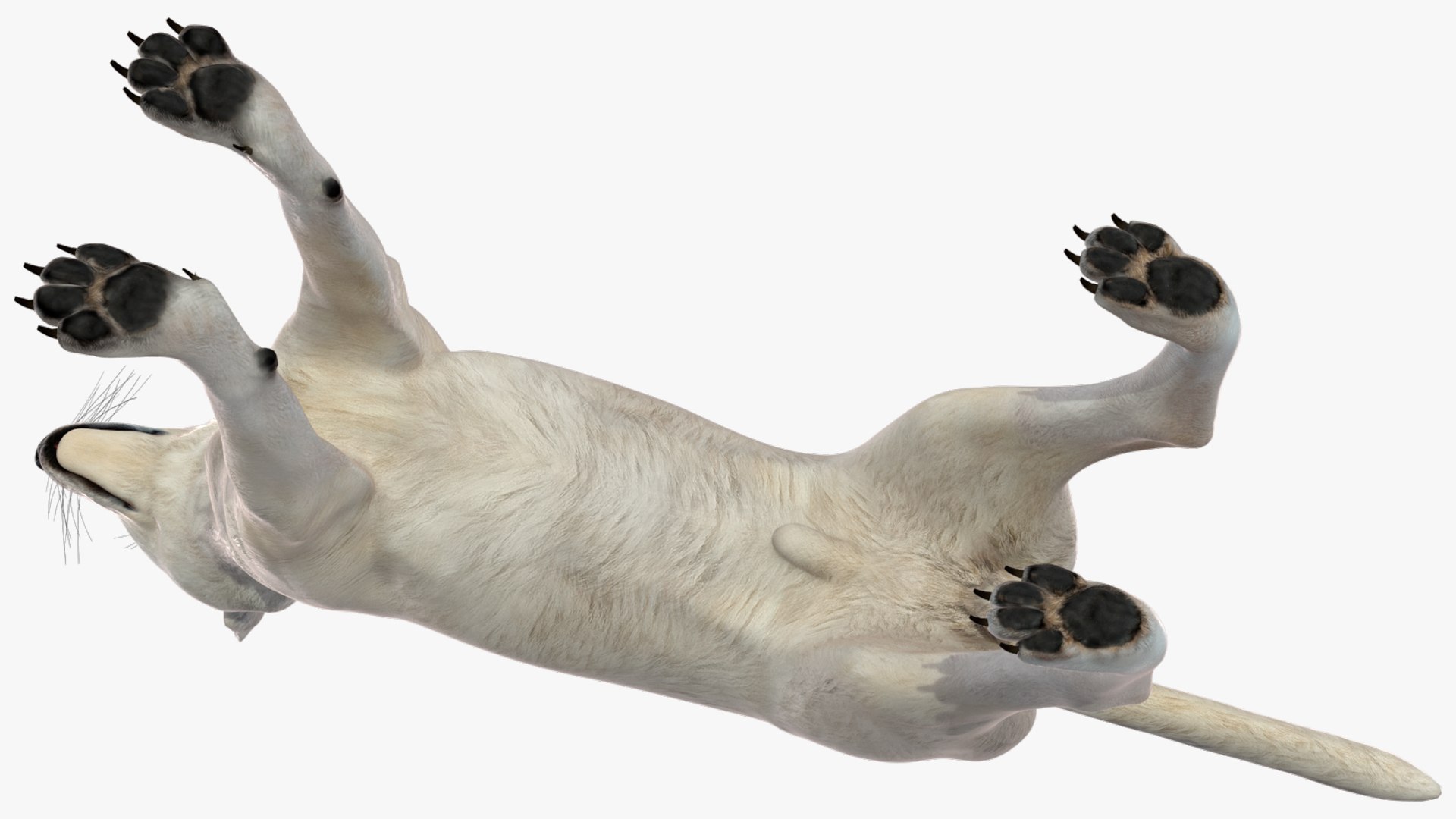 White Wolf Rigged for Cinema 4D 3D https://p.turbosquid.com/ts-thumb/JK/S9cYWv/yj/whitewolfriggedforcinema4dvray3dmodel026/jpg/1719986389/1920x1080/fit_q87/eaf1cf38ef0a6aebf6f9f7c78b2088300216634f/whitewolfriggedforcinema4dvray3dmodel026.jpg