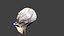 elf head