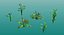 3D model tropical plants