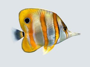 fish butterfly 3d model