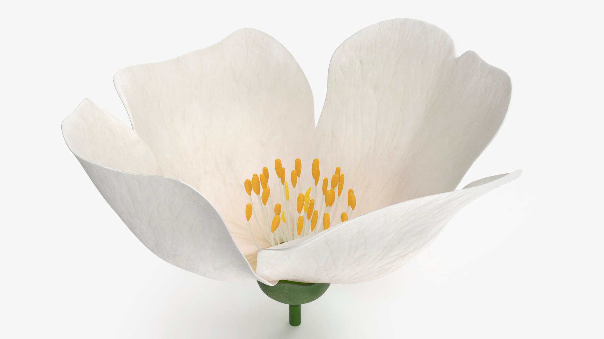 3D Floral Plants Collection model https://p.turbosquid.com/ts-thumb/JK/mcrQ75/0Y/floralplantscollectionmb3dmodel030/jpg/1715243061/1920x1080/fit_q87/61e1c2d9ef5ebaa443f331e4e04df06603a6fcc6/floralplantscollectionmb3dmodel030.jpg