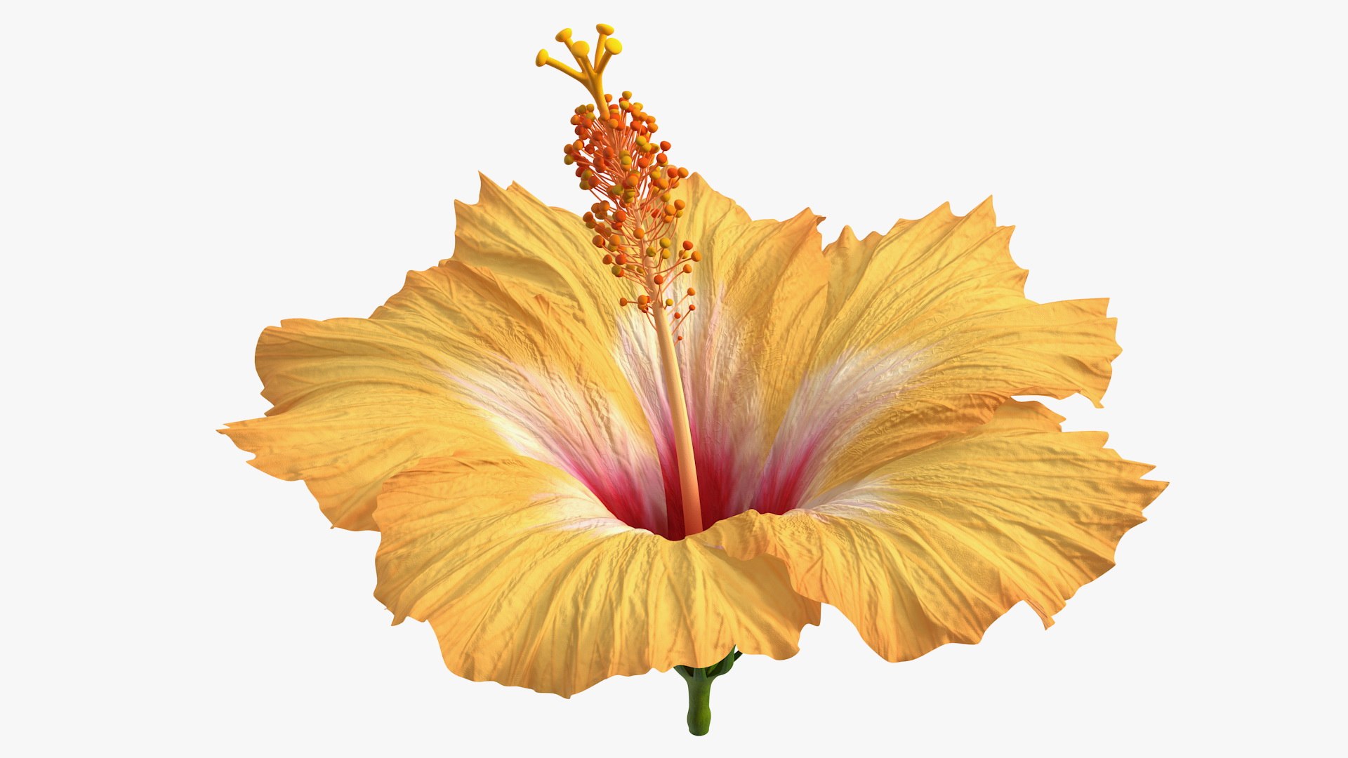 3D Floral Plants Collection model https://p.turbosquid.com/ts-thumb/JK/mcrQ75/56/floralplantscollectionmb3dmodel048/jpg/1715243163/1920x1080/fit_q87/96182e144653231f71892dd82ac3c33285f3dcec/floralplantscollectionmb3dmodel048.jpg