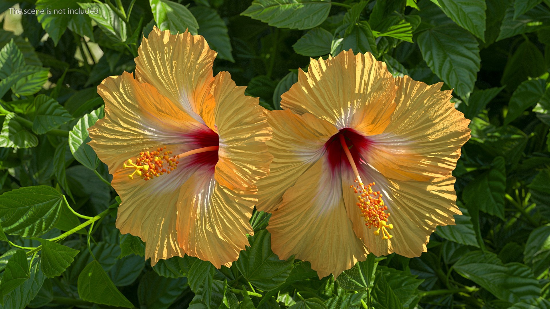3D Floral Plants Collection model https://p.turbosquid.com/ts-thumb/JK/mcrQ75/9a/floralplantscollectionmb3dmodel045/jpg/1715243148/1920x1080/fit_q87/62d64e479529190bee106eb4b6d7f1d7c370d2d4/floralplantscollectionmb3dmodel045.jpg