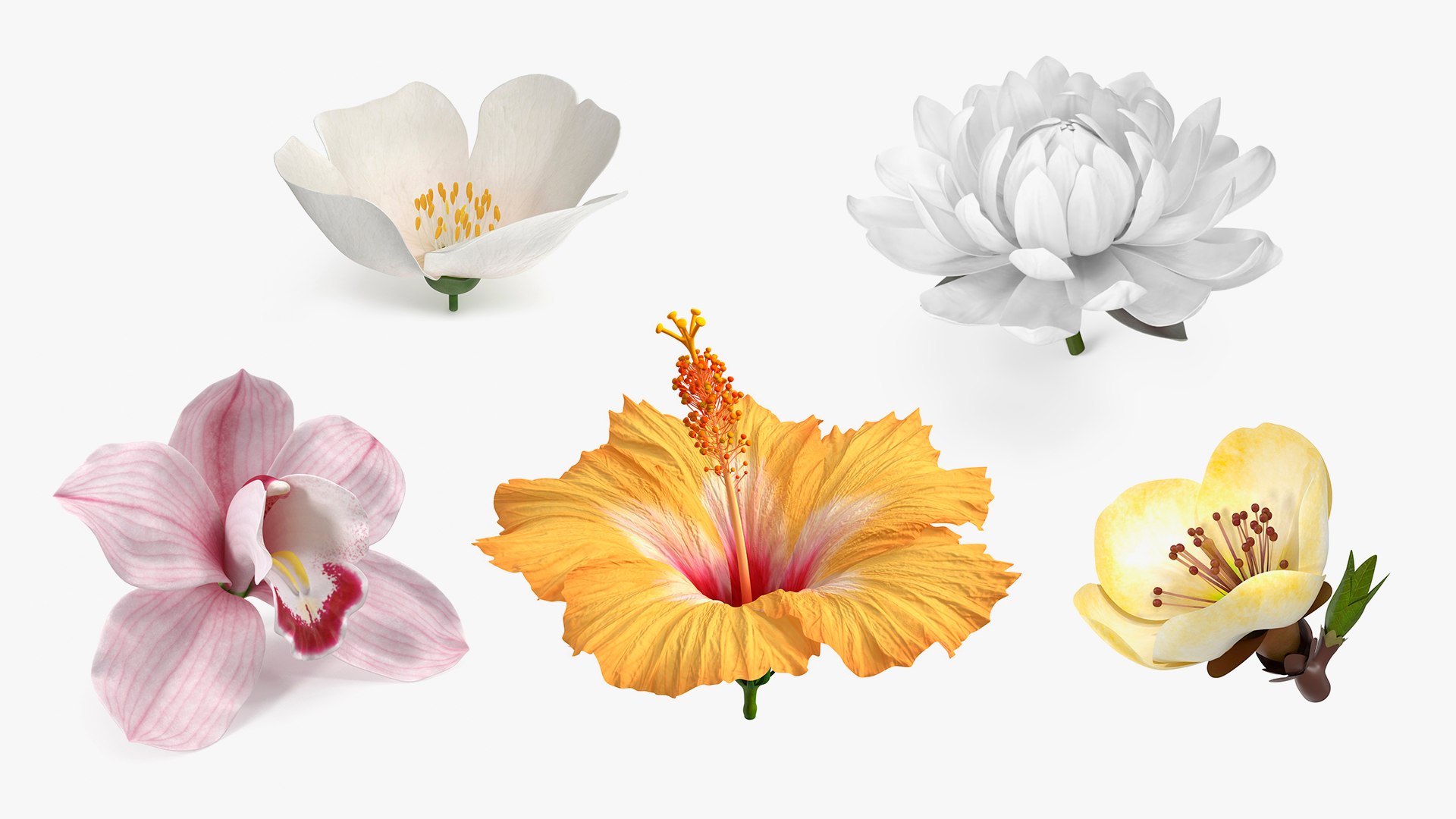 3D Floral Plants Collection model https://p.turbosquid.com/ts-thumb/JK/mcrQ75/Cm/floralplantscollectionmb3dmodel001/jpg/1715241266/1920x1080/fit_q87/1dfa8054d623433e0da1481986d294a19de7d9c3/floralplantscollectionmb3dmodel001.jpg