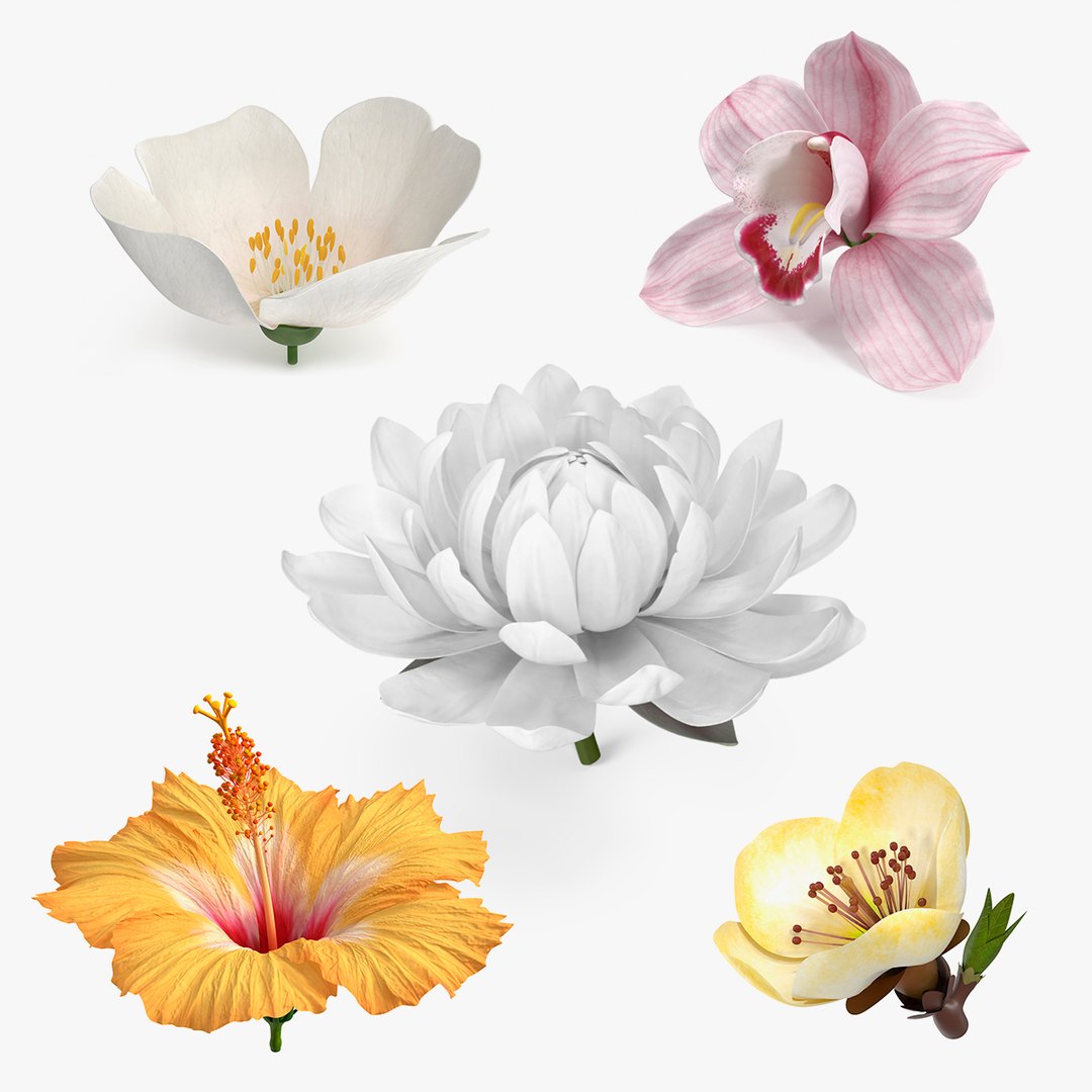 Floral Plants Collection 3D model preview