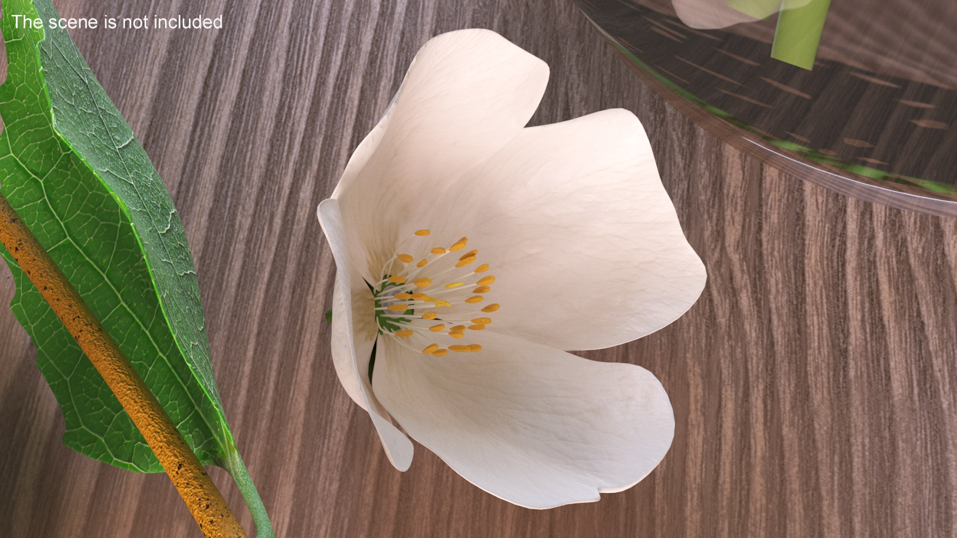 3D Floral Plants Collection model https://p.turbosquid.com/ts-thumb/JK/mcrQ75/IQ/floralplantscollectionmb3dmodel022/jpg/1715243008/1920x1080/fit_q87/699d94942b246a4bfe52bf4f2d2532f72ee1fd60/floralplantscollectionmb3dmodel022.jpg