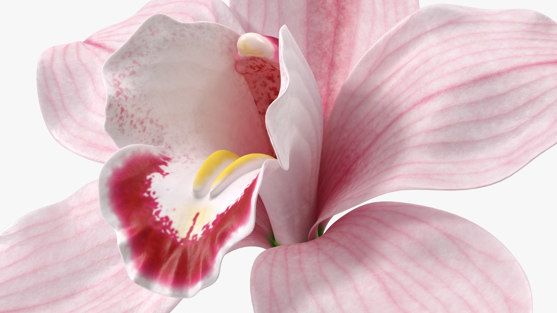 3D Floral Plants Collection model https://p.turbosquid.com/ts-thumb/JK/mcrQ75/Ir/floralplantscollectionmb3dmodel039/jpg/1715243114/1920x1080/fit_q87/4843a6d1aae3d74b19426d2266b1179977965724/floralplantscollectionmb3dmodel039.jpg