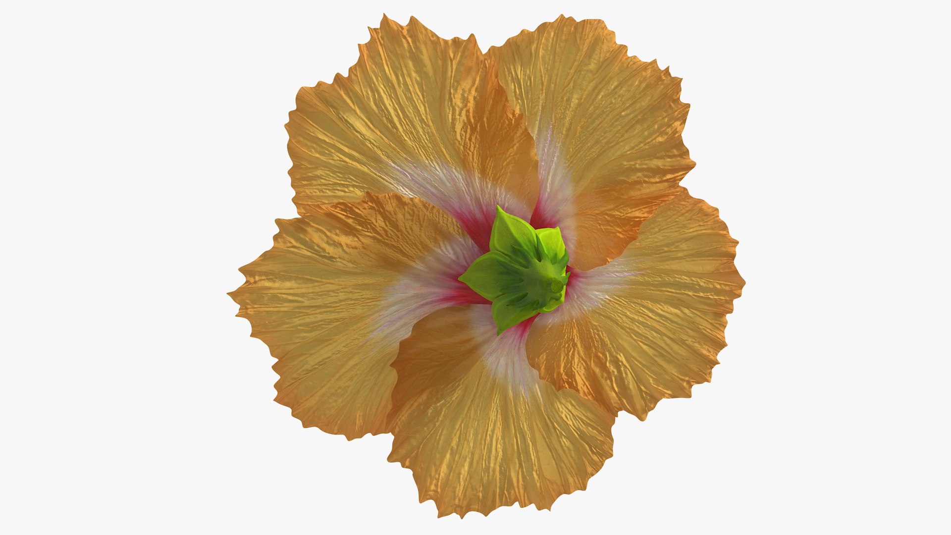 3D Floral Plants Collection model https://p.turbosquid.com/ts-thumb/JK/mcrQ75/Pl/floralplantscollectionmb3dmodel050/jpg/1715243174/1920x1080/fit_q87/4cee86b451a8f5c00a7041f475ae808265315cbf/floralplantscollectionmb3dmodel050.jpg