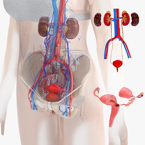 Female Reproductive System 3D model