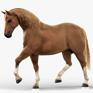 Horse 2026 Brown RIG XGEN 3D model