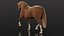 Horse 2026 Brown RIG XGEN