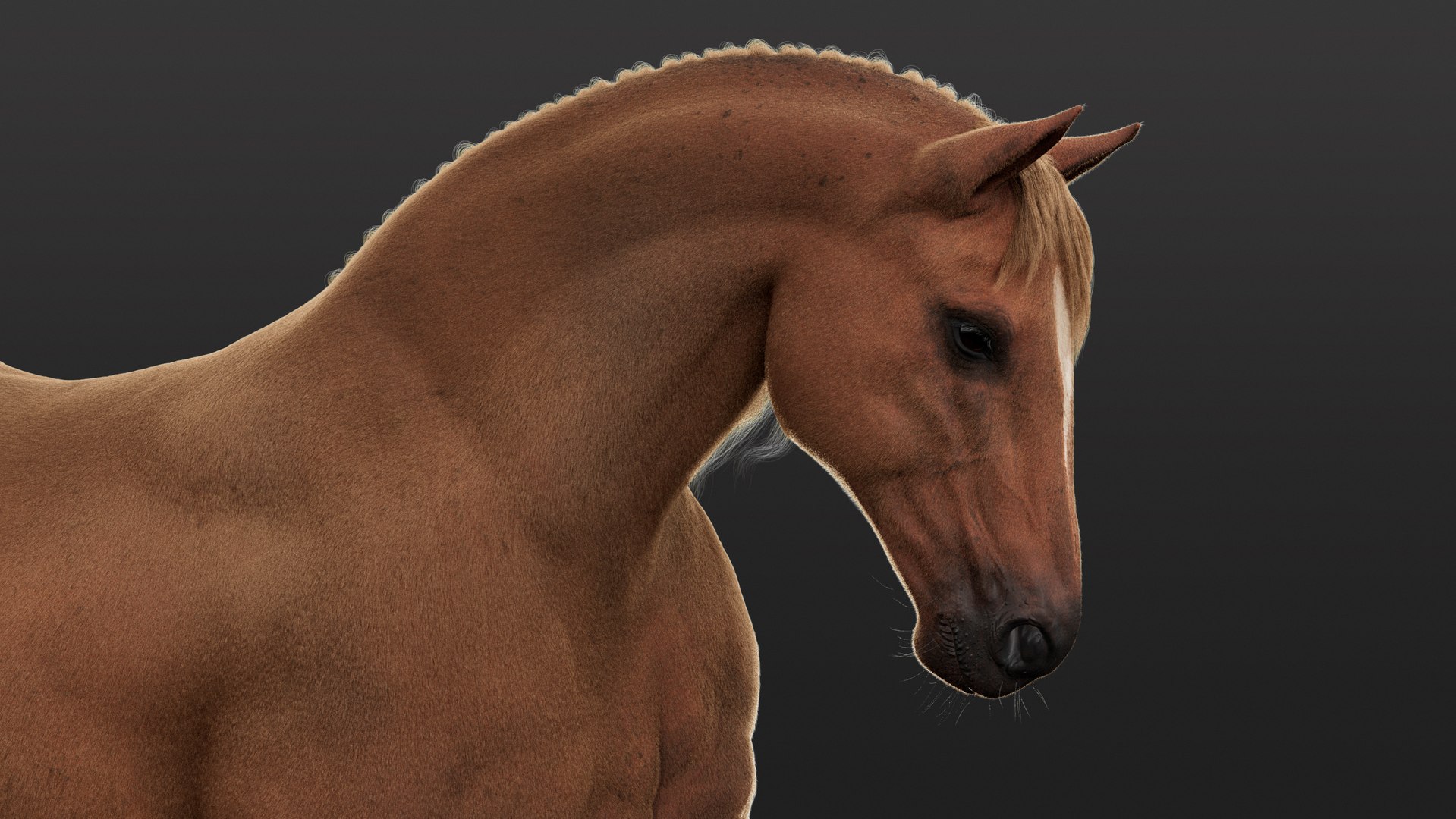 Horse 2026 Brown RIG XGEN 3D model https://p.turbosquid.com/ts-thumb/JK/rnyUp6/mG/brown03/jpg/1768451180/1920x1080/fit_q87/81972ebfbaed91fe965529883b8cb7c644d9e5be/brown03.jpg