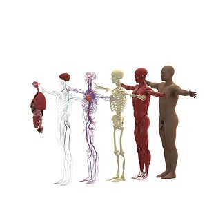 Complete Male Human Body Anatomy 3D Model - Full-Body All Systems Included
