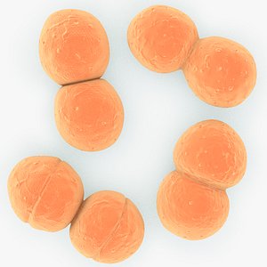 Neisseria gonorrhoeae Diplococcus