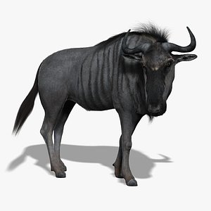 Wildebeest  (FUR) (RIGGED)