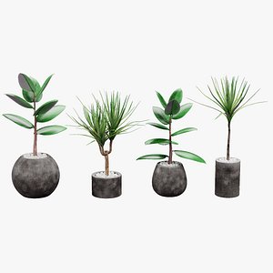 Home Plants
