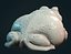 Toad