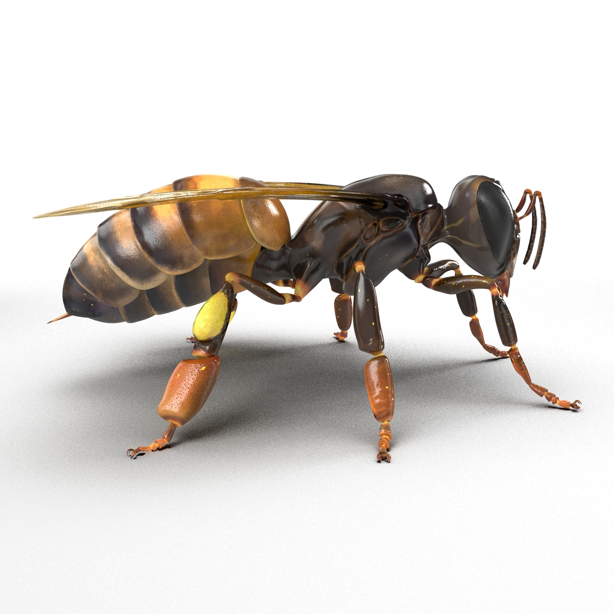 honey bee rigged 3d model