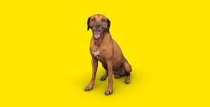 Sitting vizla dog