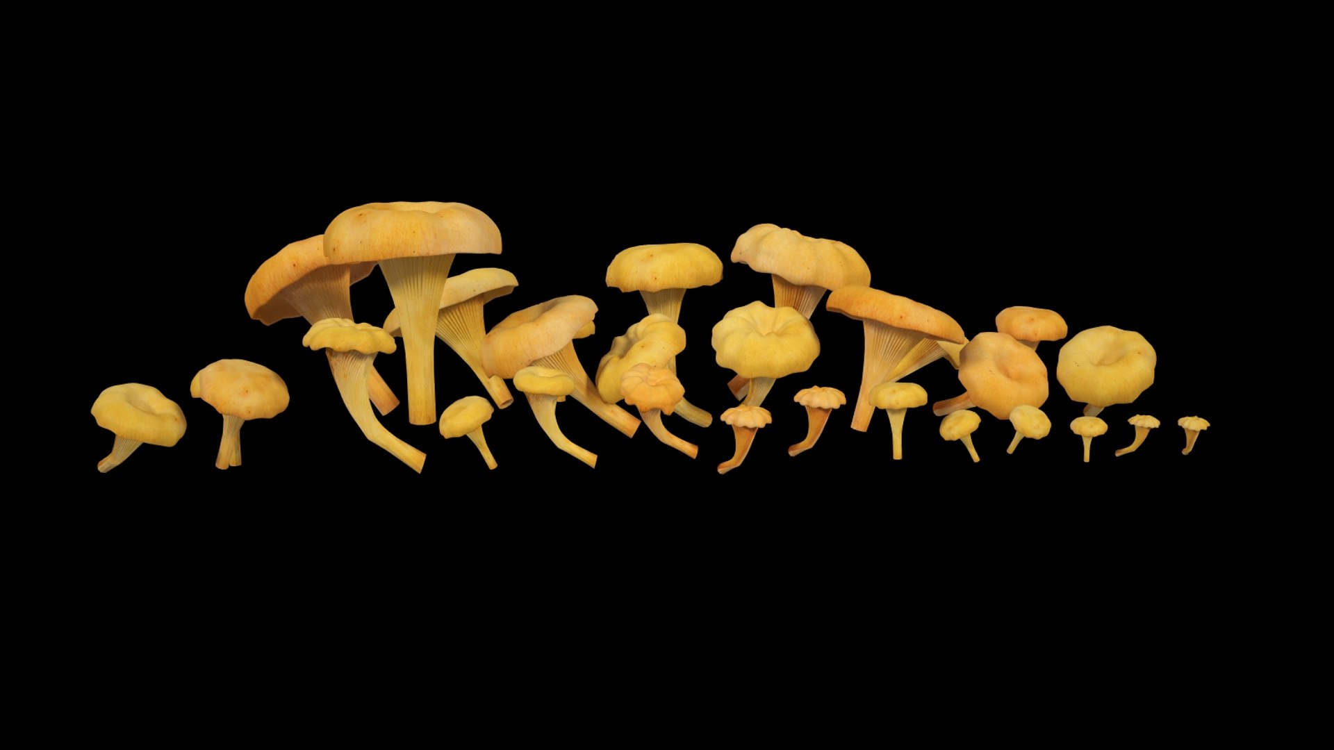 cantharellus cibarius 3d model https://p.turbosquid.com/ts-thumb/JL/NE0X2c/WgGRs3MX/cantharelluscibarius_006/jpg/1373534719/1920x1080/fit_q87/2a26a120c131acecd1d0f917acdaf2716f7af948/cantharelluscibarius_006.jpg
