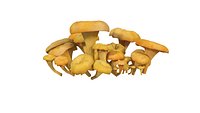 Cantharellus cibarius