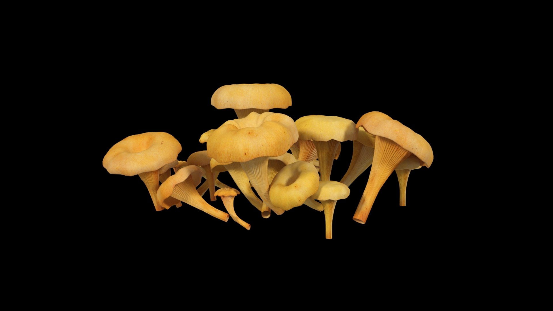 cantharellus cibarius 3d model https://p.turbosquid.com/ts-thumb/JL/NE0X2c/ZOz00DLR/cantharelluscibarius_004/jpg/1373534719/1920x1080/fit_q87/a3b40c7e18c85d44267edb1c2c269420114e8dd4/cantharelluscibarius_004.jpg