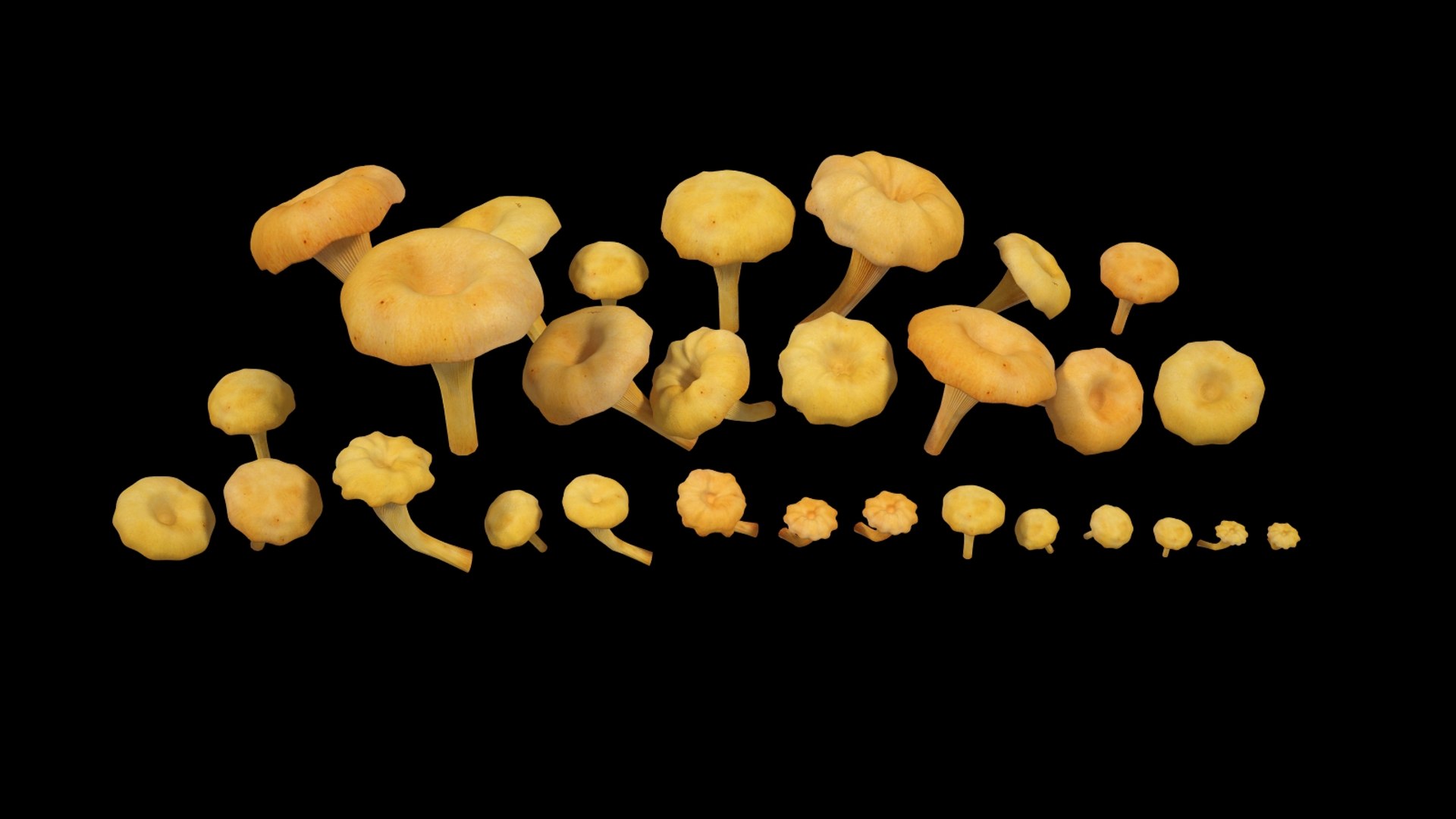cantharellus cibarius 3d model https://p.turbosquid.com/ts-thumb/JL/NE0X2c/d5AKx09Y/cantharelluscibarius_005/jpg/1373534719/1920x1080/fit_q87/f475fb35c4314b5a5e6a7c0e075095890838ffff/cantharelluscibarius_005.jpg