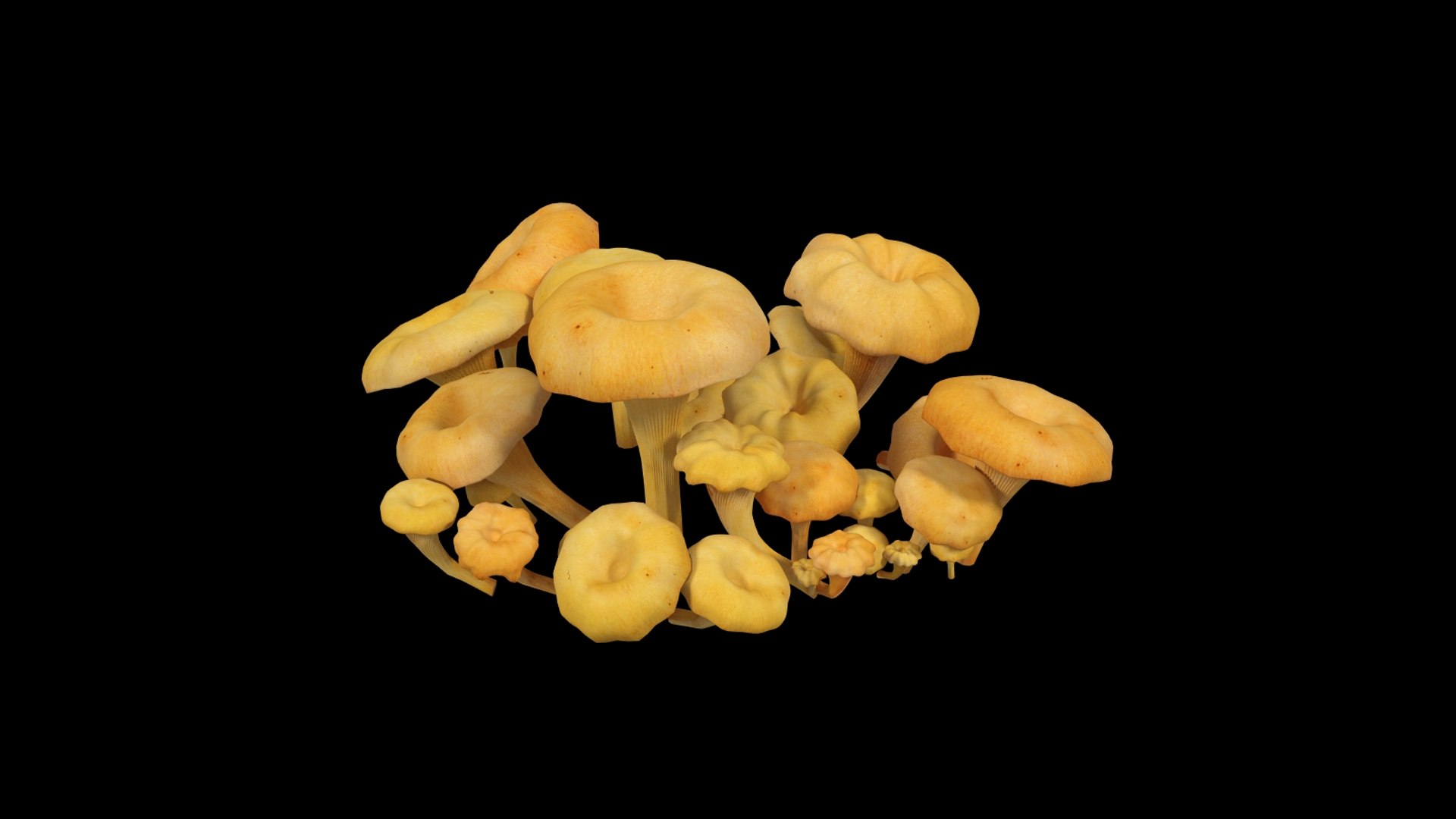 cantharellus cibarius 3d model https://p.turbosquid.com/ts-thumb/JL/NE0X2c/iZvpWiQw/cantharelluscibarius_002/jpg/1373534719/1920x1080/fit_q87/a40b8af205569433c3455c0931534b7580ba81d5/cantharelluscibarius_002.jpg