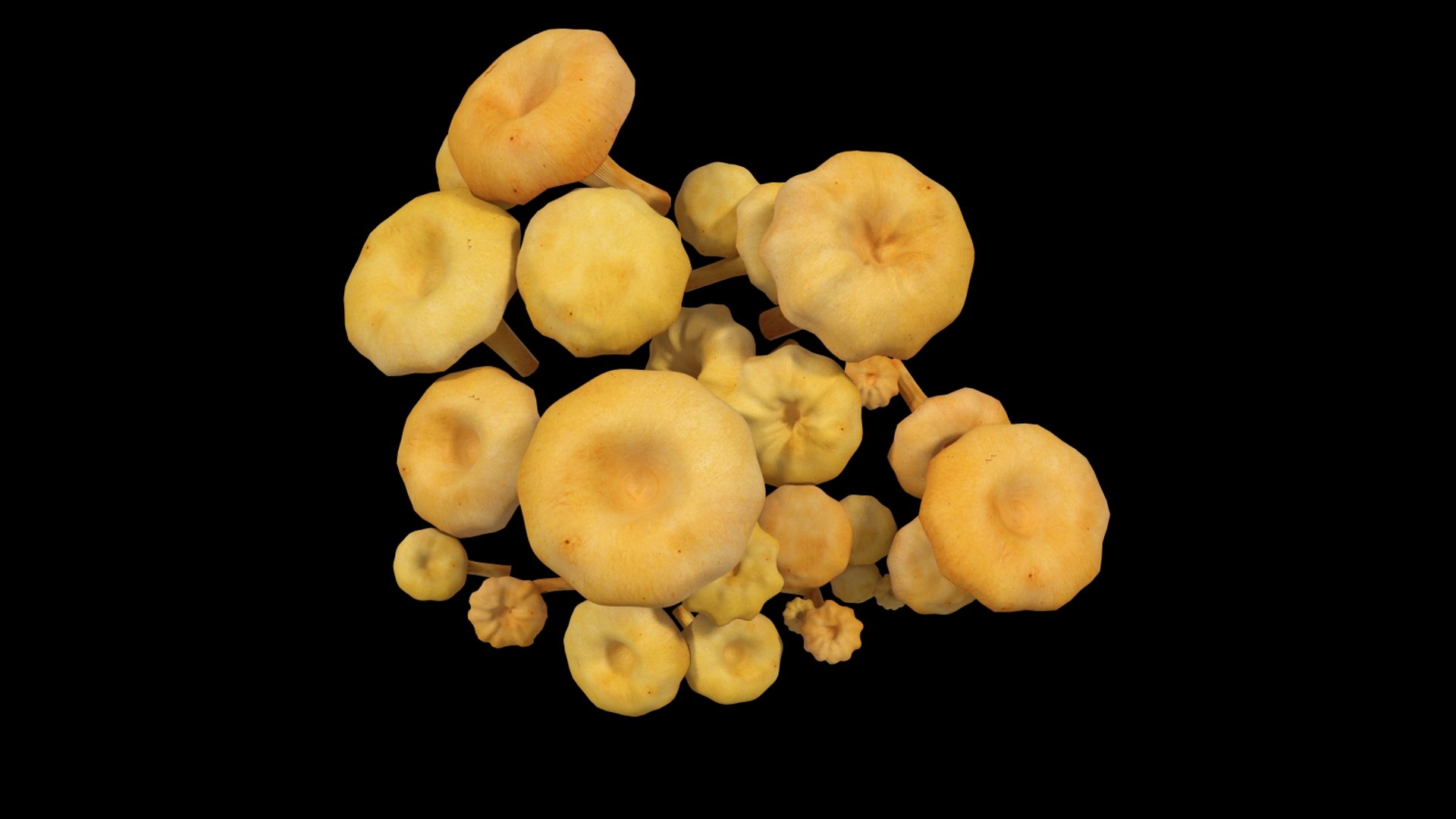 cantharellus cibarius 3d model https://p.turbosquid.com/ts-thumb/JL/NE0X2c/lBE2U5EW/cantharelluscibarius_003/jpg/1373534719/1920x1080/fit_q87/f1cf3a67c7f646e022ccdf538cfd1395e9f964ee/cantharelluscibarius_003.jpg