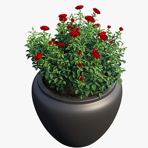 Rose plant in pot set 06 3D model