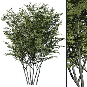 Honey Locust