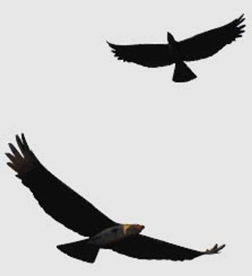 eagle bird 3d model https://p.turbosquid.com/ts-thumb/JL/WpORxV/CzJ44zN6/goldeneagle/jpg/1006092263/1920x1080/fit_q87/6c0810712d89b3e6eced95b6604bf629743edd37/goldeneagle.jpg