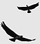 eagle bird 3d model
