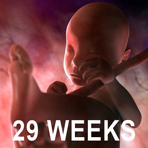 3d 29 weeks fetus model
