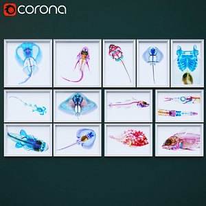 Colorful Fish X-Rays
