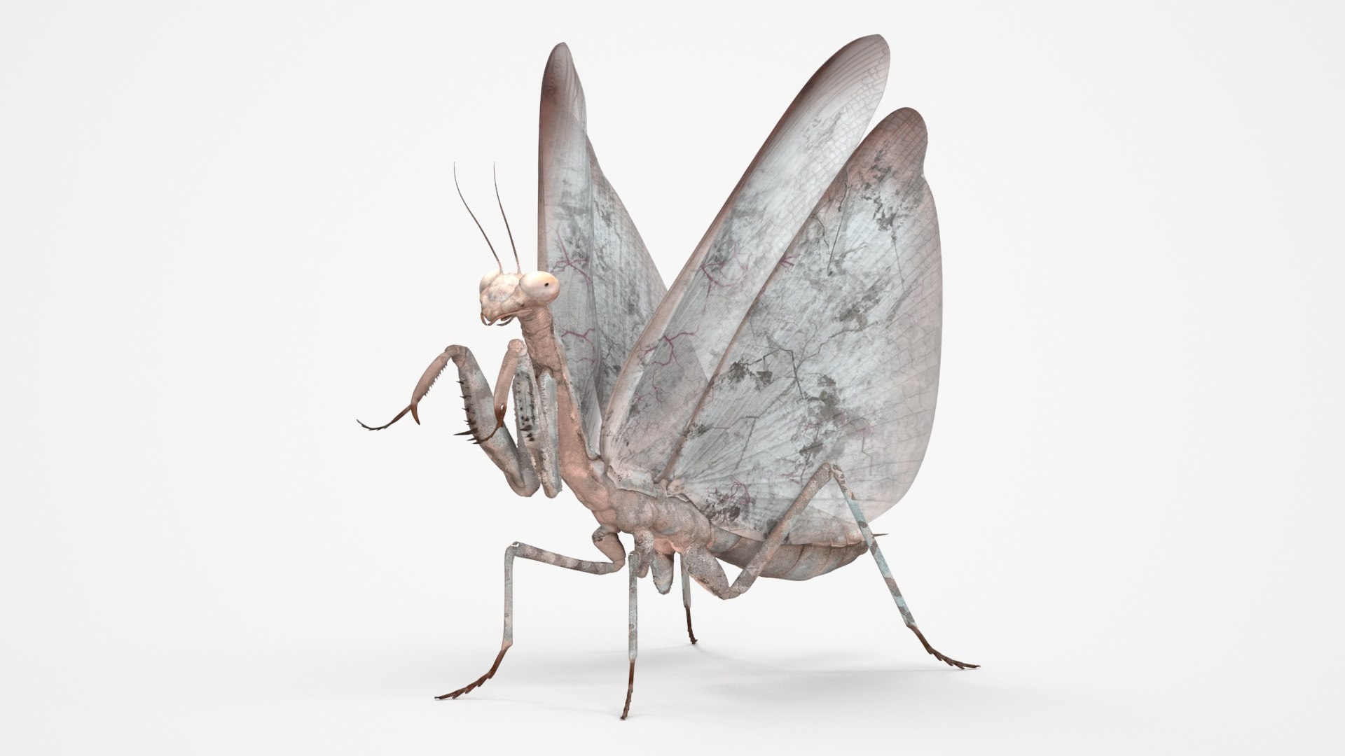 Praying Mantis Insect Fur 3D model preview