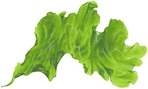 Seaweed