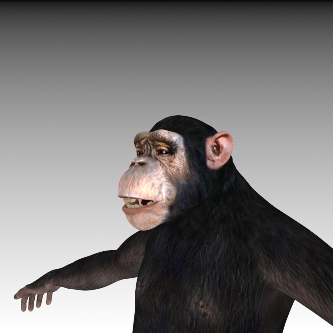 3d Chimpanzee Facial Morph Model