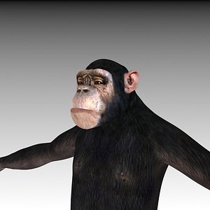 3d chimpanzee facial morph model