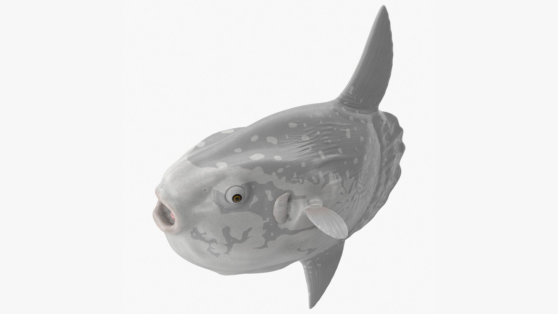Mola Mola Ocean Sunfish Rigged 3D model preview
