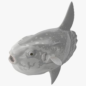 Mola Mola Ocean Sunfish Rigged 3D