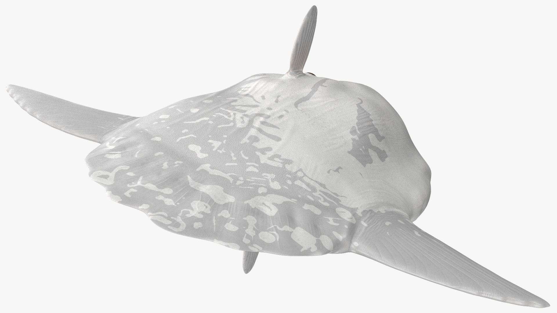Mola Mola Ocean Sunfish Rigged 3D - TurboSquid 1828896