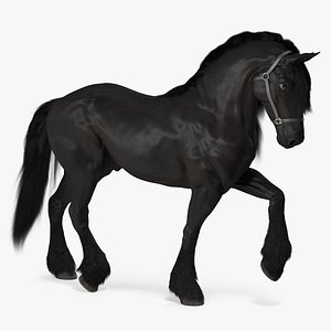 Walking Friesian Horse Fur