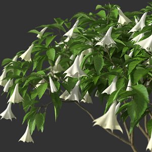 XfrogPlants Angel's Trumpet - Brugmansia Arborea model