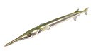 Atlantic needlefish fish
