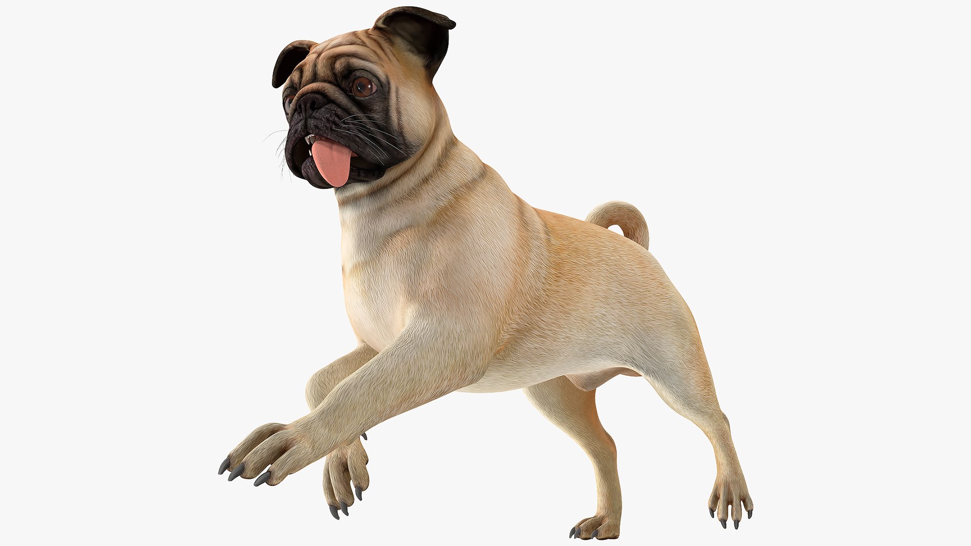 pug dog running pose 3D model https://p.turbosquid.com/ts-thumb/JM/Ve7rHX/5H/pugdogrunningposemb3dmodel001/jpg/1611362366/1920x1080/fit_q87/0a2b2c0d0f15bcba0b597b0c02abd1bba6c40eb3/pugdogrunningposemb3dmodel001.jpg