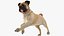 pug dog running pose 3D model