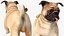 pug dog running pose 3D model